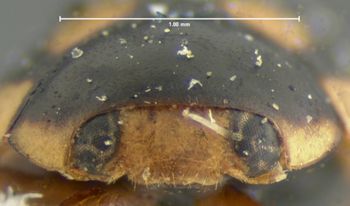 Media type: image;   Entomology 6710 Aspect: head frontal view